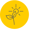 plant and sun